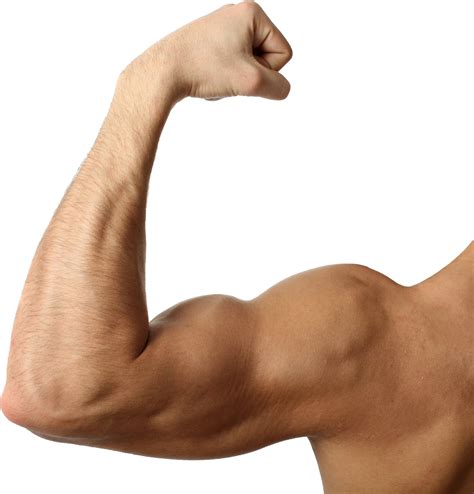 Muscle PNG Image | Biceps, Triceps workout, Gain muscle
