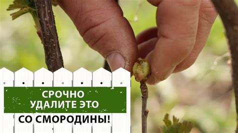 ВНИМАНИЕ! Клещ на смородине! (Как его обнаружить и победить) - YouTube
