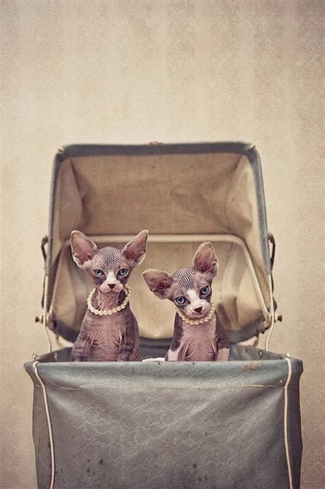 Чудесные кошки-сфинксы на фотографиях Серены Ходсон | Голые кошки ...