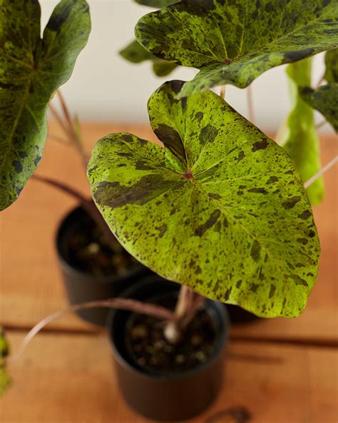 Colocasia esculenta 'Mojito' | Glasswing