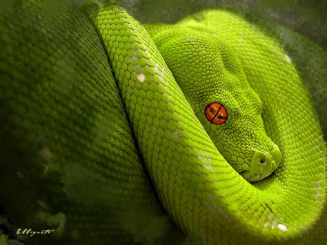 VENENOSAS: COBRA VERDE