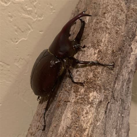 Gallegos Zoological Supply - exotic animals for sale