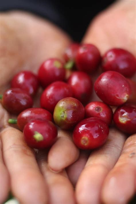 coffee cherry coffee origin enjoy coffee speciality coffee