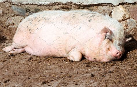 big pig | Animal Stock Photos ~ Creative Market