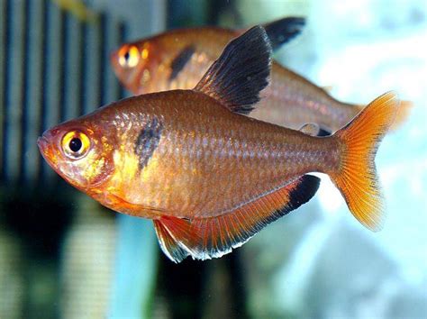Serpae Tetra Male Or Female