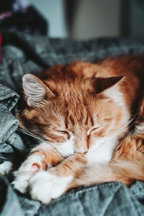 Пирожок | Cat purr, Cute cats, Cat life
