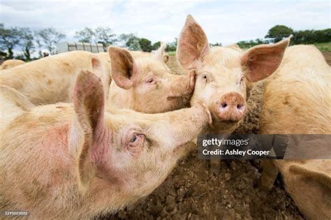 Organic Middle White Pigs At A Farm In Bridport Dorset High-Res Stock ...