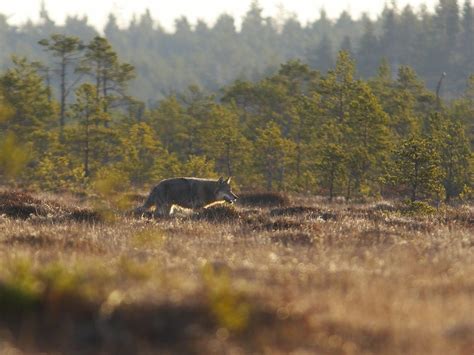 Estonian Nature Tours: Incredible Experiences in Estonian Wildlife