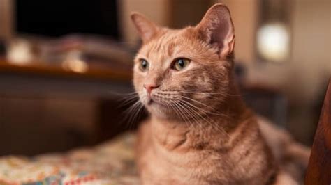 Cat Mom Issues Warning About Common Product That's Toxic to Cats ...