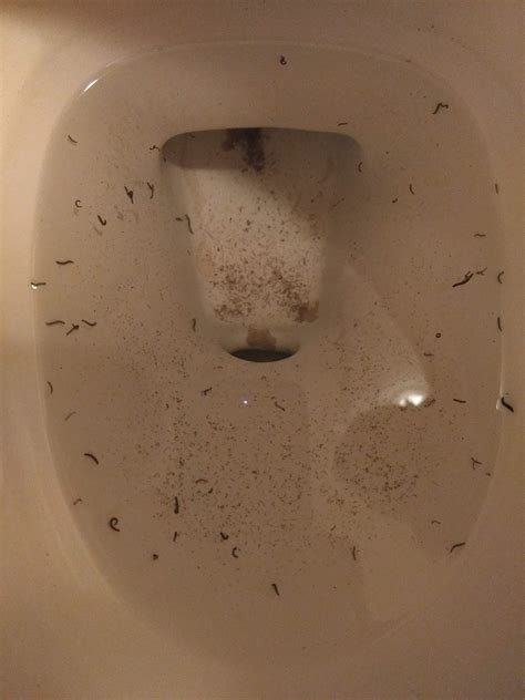 What Kills Drain Flies Larvae at Nancy Hickman blog