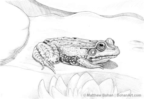 Green Frog Pencil Sketch – Bohan Art