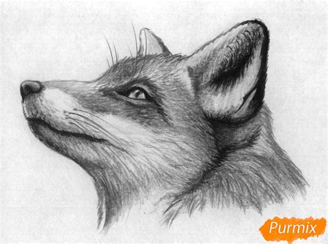 Как нарисовать голову лисы карандашами поэтапно Art Sketches Pencil ...