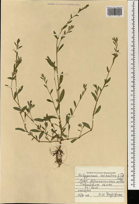 MW0175668, Polygonum aviculare (Спорыш птичий, Горец птичий), specimen