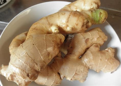 menanam jahe  polybag bibitbungacom