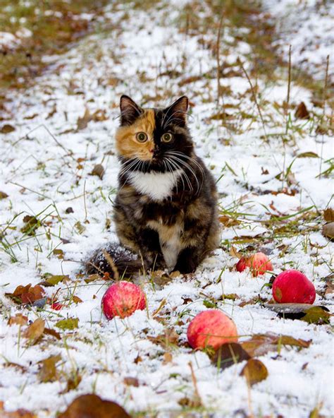 Meet Yana, The Two-Faced Kitty Whose Parents Ran Out Of Ink | Catlov
