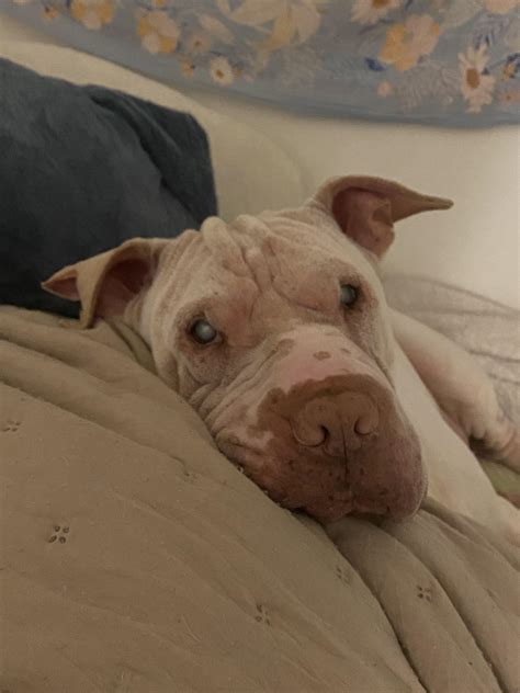 My 10 year old blind pei mix, Pinky 💕 : r/sharpei