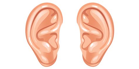 cartoon ears transparent png stickpng