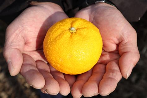 The Rise of Yuzu: A Flavor Trend in 2023 - CHOYA Umeshu USA