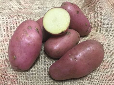 Sarpo Axona Organic Seed Potatoes | Potato House