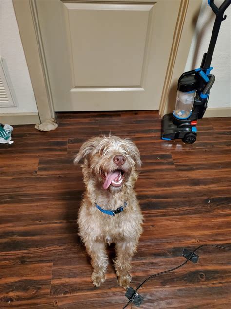 Found a dog by The Metro apartments. Please DM if you have any info