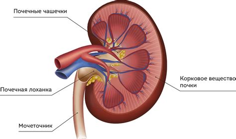 Excretory system, imageLink Title, imageLink Title imageLink Title,…