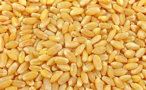 Зерна пшеницы стоковое изображение. изображение насчитывающей продукция ...