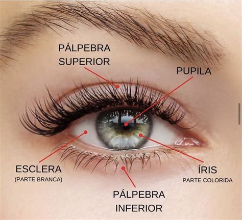 O Que Significa Cerca Dos Cílios - Anatomia do olho Divisão dos cílios Ciclo de crescimento Ficha anamnase ...