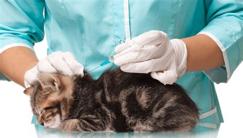 Fungsi Vaksin Kucing - Homecare24