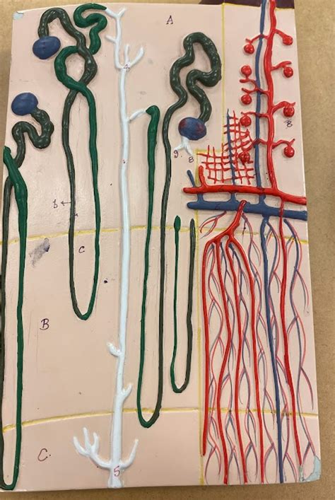nephron Diagram | Quizlet