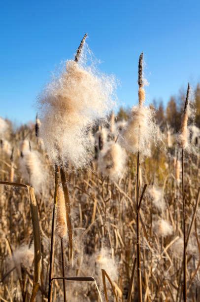 360+ Soft Stem Bulrush Stock Photos, Pictures & Royalty-Free Images ...