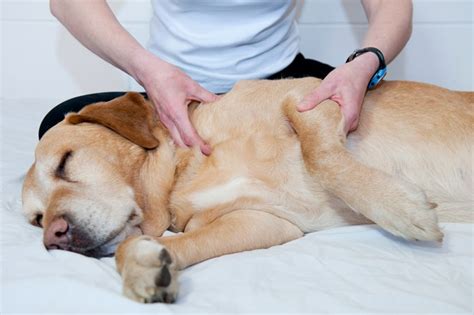 Alternative Medicine: Dog Massage - DogTime