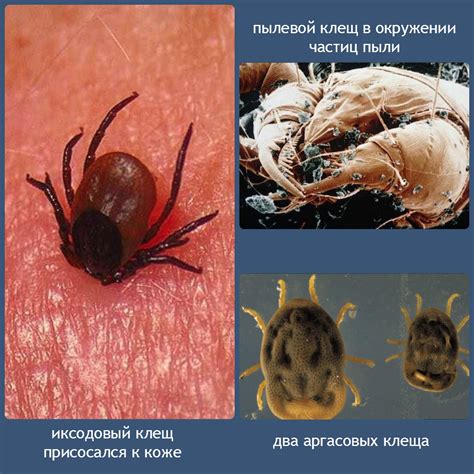Виды клещей – фото, внешний вид и особенности питания