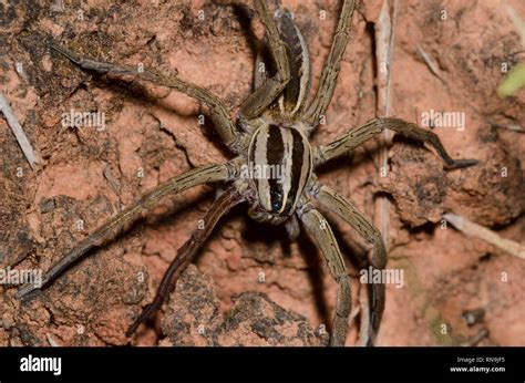 Rabid Wolf Spider, Rabidosa rabida Stock Photo - Alamy