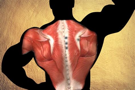 Тренируй широчайшие мышцы зная их анатомию. Как растут "крылья"? | Body ...