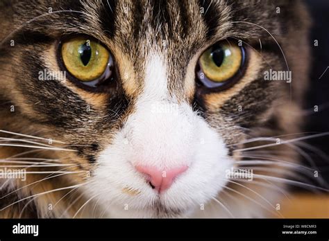 Maine coon cat. Cat eyes. Close up Stock Photo - Alamy