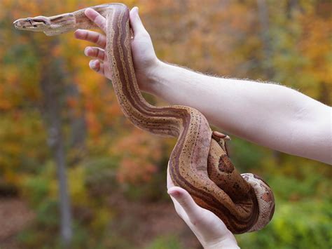 2018 Male Hypo Super Jungle Boa Constrictor – New England Reptile - NERD
