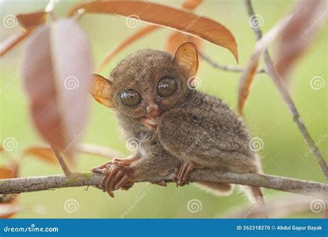 TARSIER Aka TARSIUS from BORNEO ISLAND Stock Photo - Image of primate ...