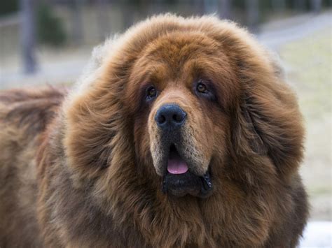 chinese dog breeds ancient unique dogs  info pictures