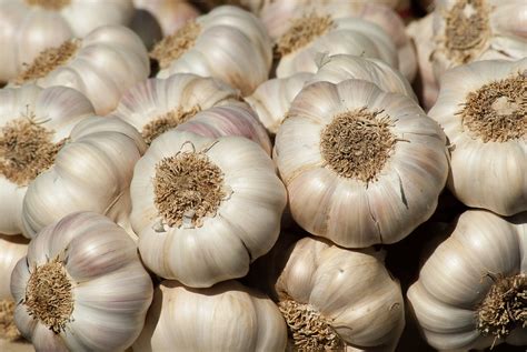 A Grower’s Guide to the Different Types of Garlic | Sow True Seed