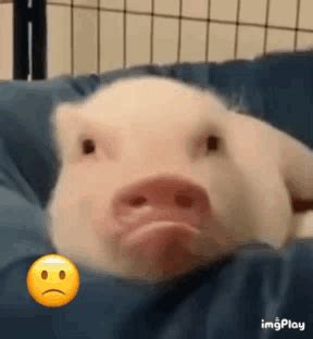 cute pig gif cute pig discover share gifs