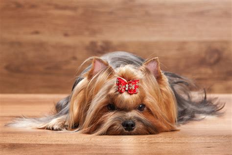 yorkshire terrier widescreen retina imac 4272x2639 - Coolwallpapers.me!