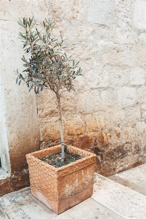 Cómo cultivar olivos en macetas