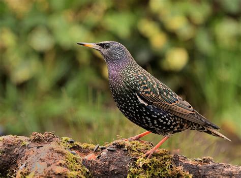 Starling | Starling taken in Pembrokeshire in West Wales. | Christopher ...