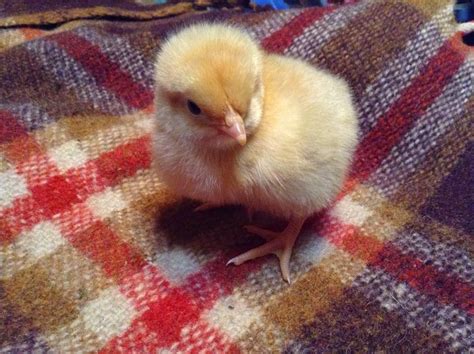 Homestead Houston: My First Buff Orpingtons