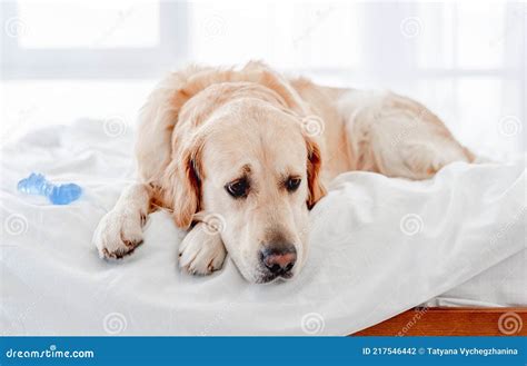Golden Retriever Dog in the Bed Stock Photo - Image of care, canine ...