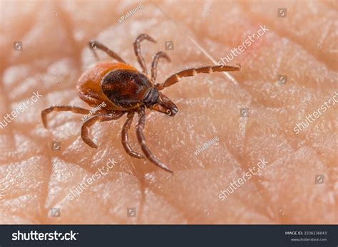 tick ixodes images stock  vectors shutterstock