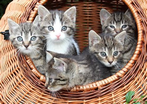 Grundausstattung für Katzen: Kosten im Überblick