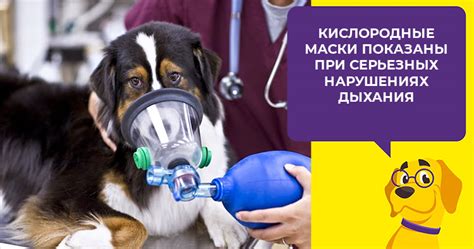 Дирофиляриоз у собак: симптомы, диагностика, лечение