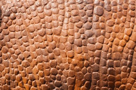 Dinosaur Skin Texture Stock Photos, Pictures & Royalty-Free Images - iStock