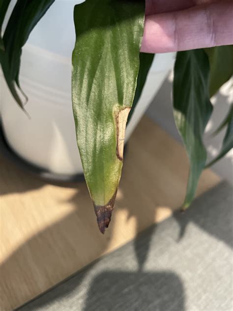 Peace Lily Tips are Brown – House Plant Journal